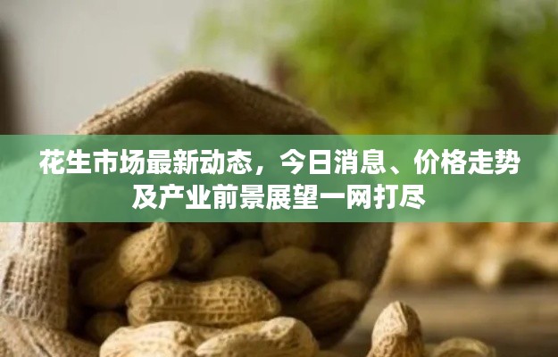 花生市场最新动态，今日消息、价格走势及产业前景展望一网打尽