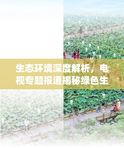 生态环境深度解析，电视专题报道揭秘绿色生态发展之路