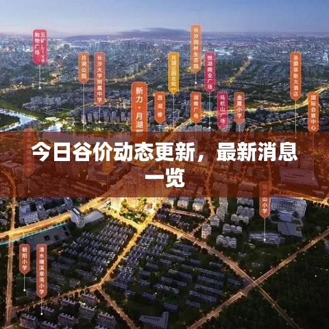 今日谷价动态更新，最新消息一览