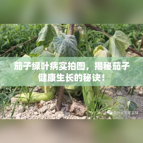 茄子绿叶病实拍图，揭秘茄子健康生长的秘诀！