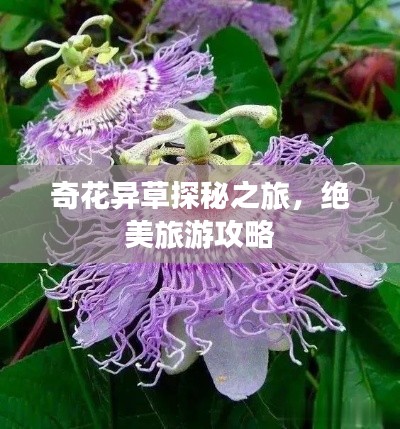 奇花异草探秘之旅，绝美旅游攻略