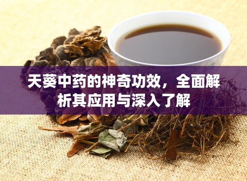 天葵中药的神奇功效，全面解析其应用与深入了解