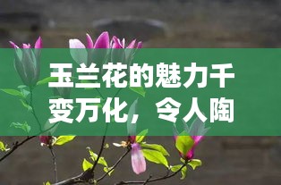 玉兰花的魅力千变万化，令人陶醉！