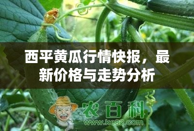 西平黄瓜行情快报，最新价格与走势分析