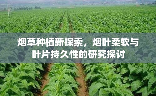 烟草种植新探索，烟叶柔软与叶片持久性的研究探讨