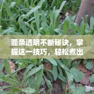 面条透明不断秘诀，掌握这一技巧，轻松煮出完美面条！