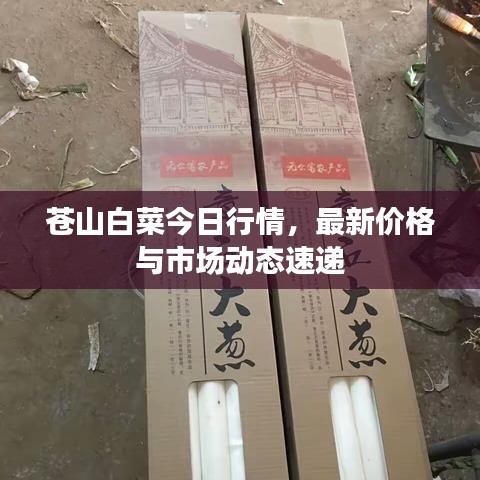 苍山白菜今日行情，最新价格与市场动态速递