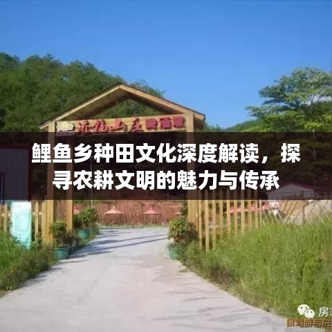 鲤鱼乡种田文化深度解读，探寻农耕文明的魅力与传承