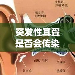 突发性耳聋是否会传染？全面解析突发性耳聋的传染性因素及预防措施