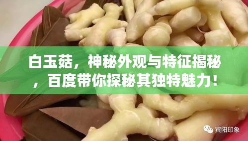 白玉菇，神秘外观与特征揭秘，百度带你探秘其独特魅力！
