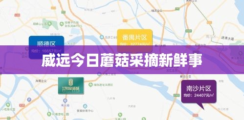 威远今日蘑菇采摘新鲜事