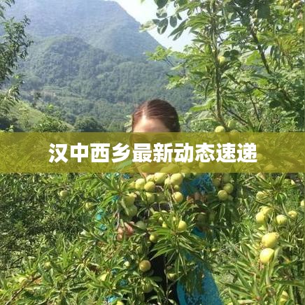汉中西乡最新动态速递
