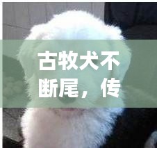鸢飞鱼跃
