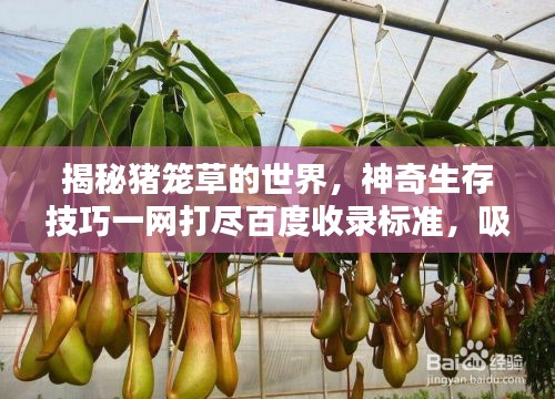 揭秘猪笼草的世界，神奇生存技巧一网打尽百度收录标准，吸引目光！