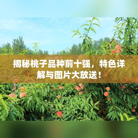 揭秘桃子品种前十强，特色详解与图片大放送！