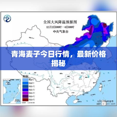 青海麦子今日行情，最新价格揭秘
