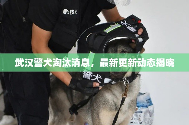 武汉警犬淘汰消息，最新更新动态揭晓
