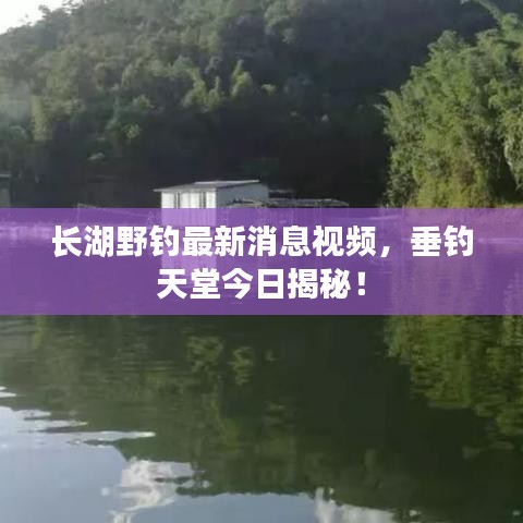 长湖野钓最新消息视频，垂钓天堂今日揭秘！