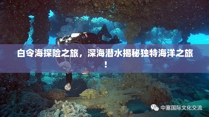 白令海探险之旅，深海潜水揭秘独特海洋之旅！