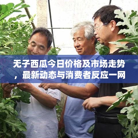 无子西瓜今日价格及市场走势，最新动态与消费者反应一网打尽