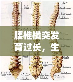 腰椎横突发育过长，生理现象深度解析