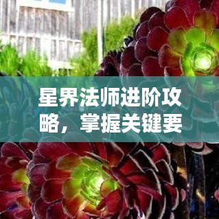 星界法师进阶攻略，掌握关键要素，轻松走上巅峰之路！