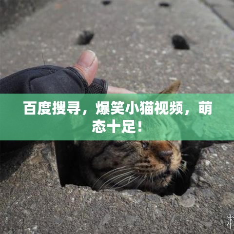 百度搜寻，爆笑小猫视频，萌态十足！