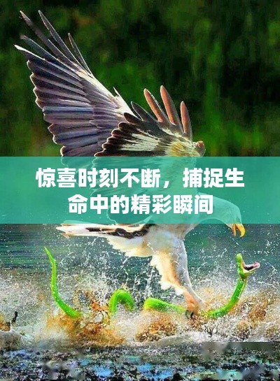 惊喜时刻不断，捕捉生命中的精彩瞬间