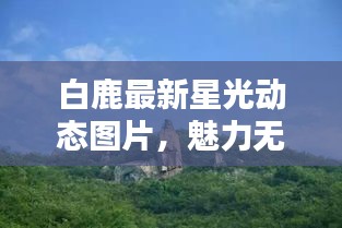 白鹿最新星光动态图片，魅力无限，光彩夺目