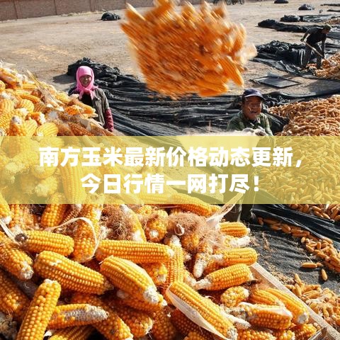 南方玉米最新价格动态更新，今日行情一网打尽！