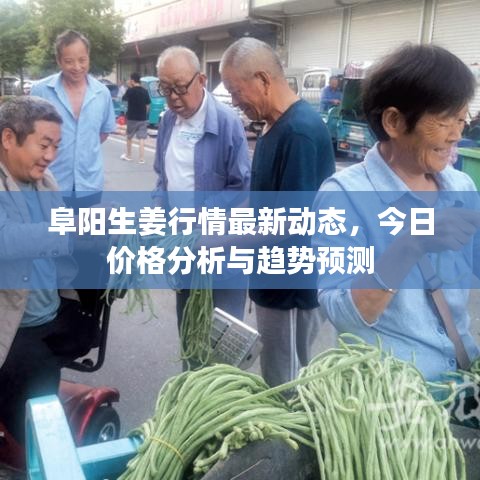 阜阳生姜行情最新动态，今日价格分析与趋势预测