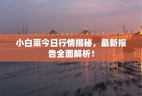 小白菜今日行情揭秘，最新报告全面解析！