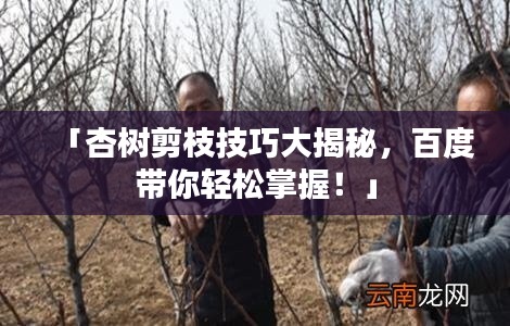 「杏树剪枝技巧大揭秘，百度带你轻松掌握！」