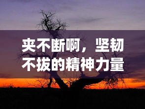夹不断啊，坚韧不拔的精神力量
