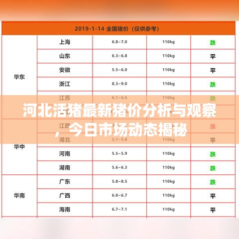河北活猪最新猪价分析与观察，今日市场动态揭秘