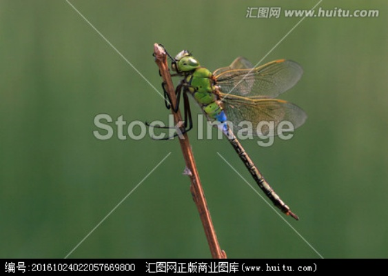 官方下载蜻蜓2017,创新方案设计-至尊版_v8.354