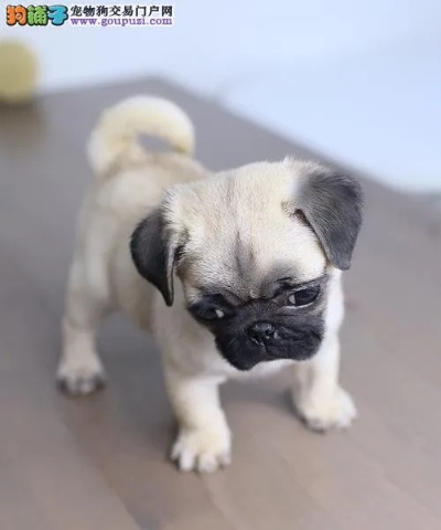 巴哥犬版本与钢筋符号官方下载,实证解读说明_WP_v8.875